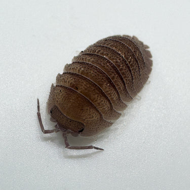 Armadillidium Scaberrimum